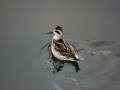 Red-necked Phalarope